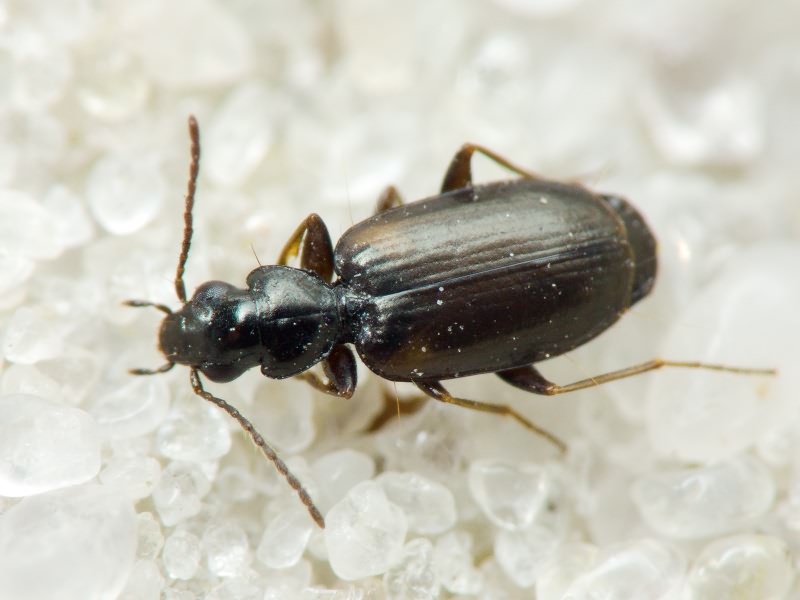 Carabidae Latreille, 1802